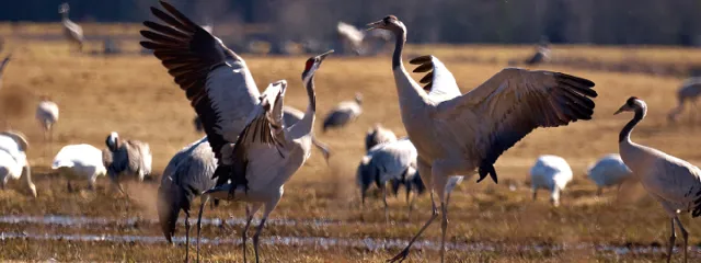 Tranor Photo Cred Jonas Ingman.